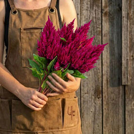 Rose Kimono, Celosia Seeds